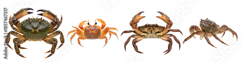 Collection of four different types of edible sea crabs showcasing various colors and predatory claw positions isolated on transparent background
