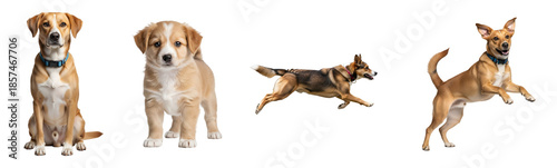 A collection of four distinct dogs including a seated adult mixed breed a small adorable puppy running and a joyful jumping canine companion on transparent background