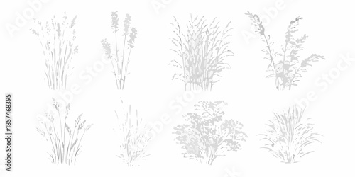 A collection of delicate monochrome grasses and wild plants on a white background