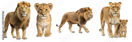 Life Cycle of a Lion – Growth Stages on transparent background