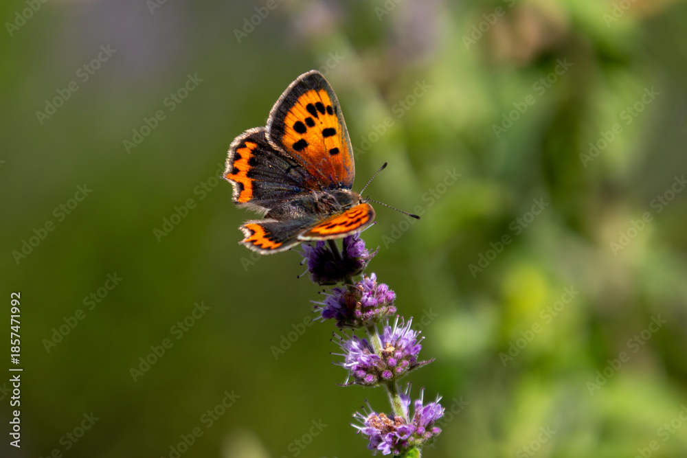 Obraz premium Small Copper