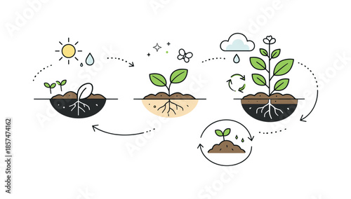 Seed to Soil. Environmental life cycle concept art. From seed to plant to soil, shown in a smooth abstract sequence. Calm educational metaphor for natural
