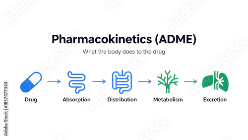 Pharmacokinetics ADME Diagram: Absorption, Distribution, Metabolism, and Excretion Process