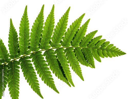 Close-up of a vibrant green fern frond against a white background.