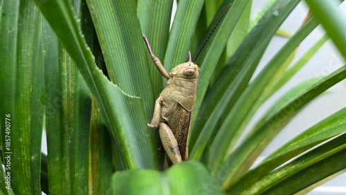 green leaf on a branch