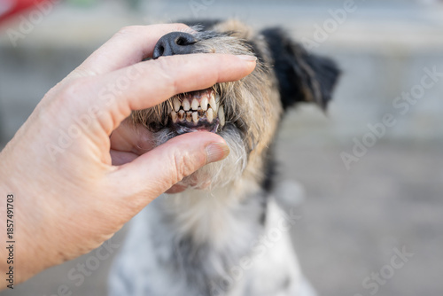 dirty teeth of a small breed dog with tartar and plaque in close-up