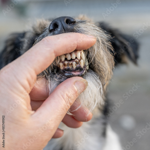 Cuadro en lienzo dirty teeth of a small breed dog with tartar and plaque in close-up
