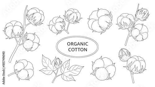 Botanical set of organic cotton illustrations features hand-drawn bolls, flowers, and leaves in a delicate black and white sketchy style.