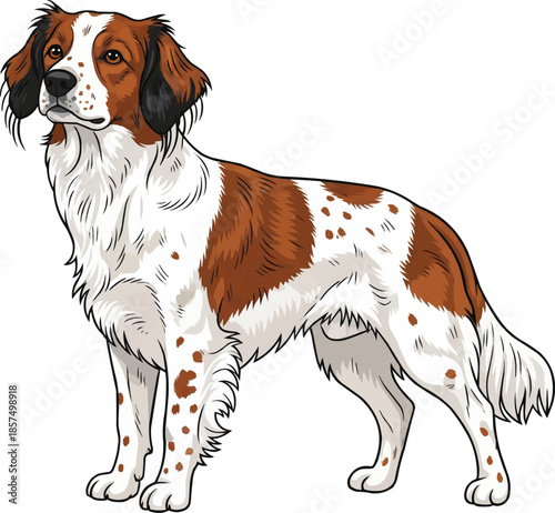 Nederlandse Kooikerhondje dog standing alert looking away attentive