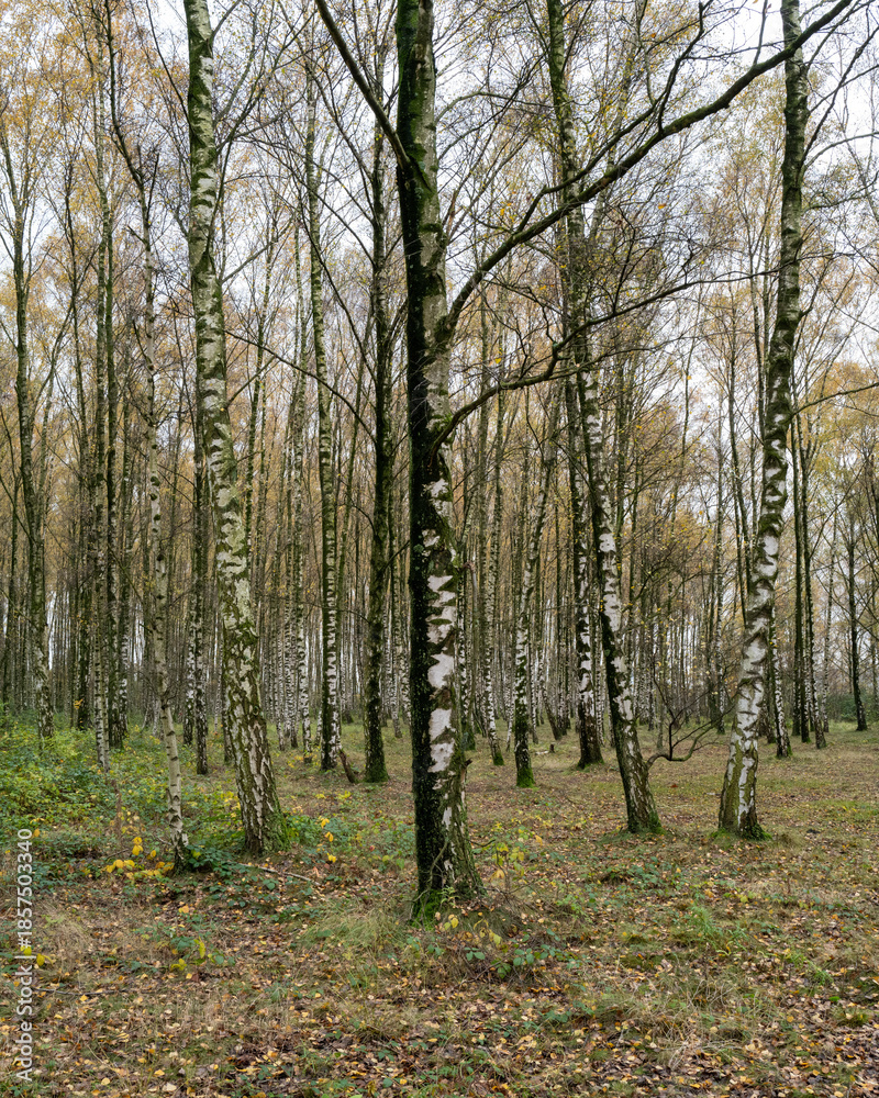 Fototapeta premium Autumn scene in a peaceful forest with tall birch trees and fallen leaves on the ground