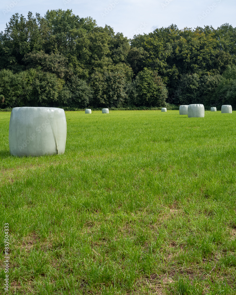 Obraz premium Green field with wrapped hay bales under clear sky in rural area during summer