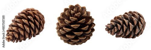 Three brown pine cones on black isolated on a transparent background