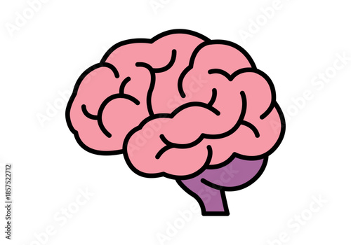 Cerebro humano con hemisferios rosados y cerebelo purpura sobre fondo blanco