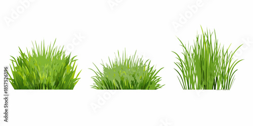 Three bundles of vibrant green grass isolated on a clean white background