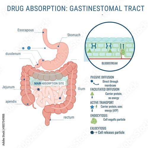 Drug Absorption and Routes of Administration: Passive Diffusion, Active Transport, and Endocytosis Infographic 