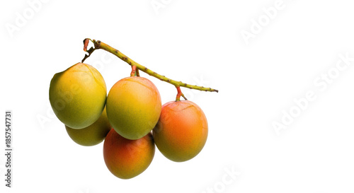 Ripe tropical mangoes, vivid yellow-orange-red hues and unblemished textures, on a woody branch with lush green leaves against a transparent studio background with copy space. Commercial food