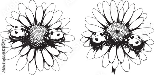 Nature Illustration of Ladybugs Crawling on Daisy Flowers Black and White Sketch