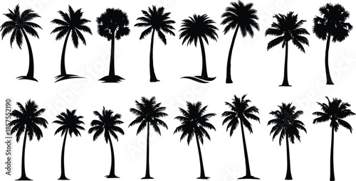 Collection of black palm tree silhouettes in various shapes isolated on white background tropical nature vector illustration setWeb
