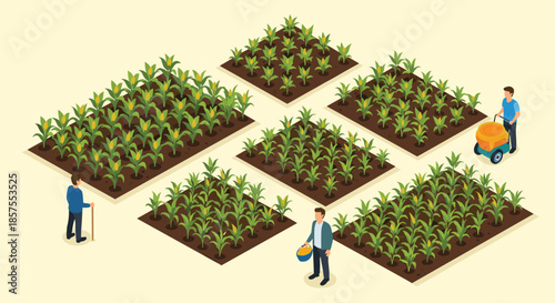 Isometric vector illustration of farmers working in divided plots of a cornfield, tending to crops at different growth stages.