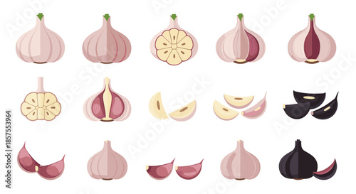 A collection of fresh, peeled, sliced, and black garlic illustrations, showing whole bulbs and individual cloves in vector format.