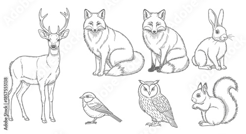 Set of wild forest animals hand-drawn line art illustrations