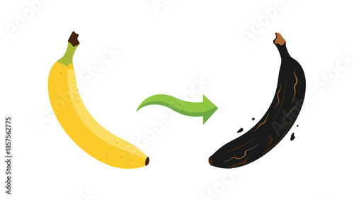 Before and after comparison of a fresh yellow banana and a rotten, overripe black one, showing the process of decomposition.