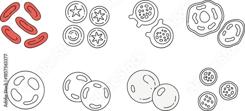 Medical blood cell illustration set showing red blood cells white blood cells platelets and microscopic hematology elements for healthcare science use