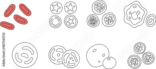 Medical blood cell illustration set showing red blood cells white blood cells platelets and microscopic hematology elements for healthcare science concepts