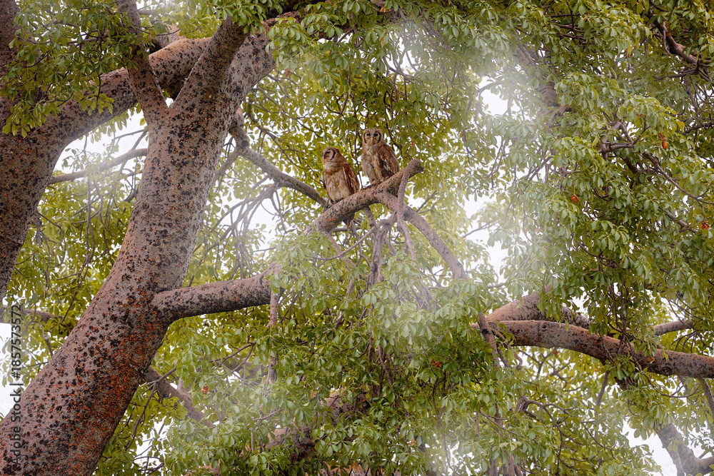 Ταπετσαρία Love, owl courtship, courting on the baobab tree