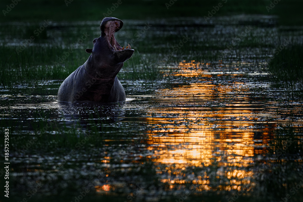 Fototapeta premium Sunset. Open muzzle mouth. African Hippo, Hippopotamus amphibius capensis, with evening sun, animal in the nature water habitat, Khwai, Moremi in Botswana, Africa. Wildlife scene from nature.