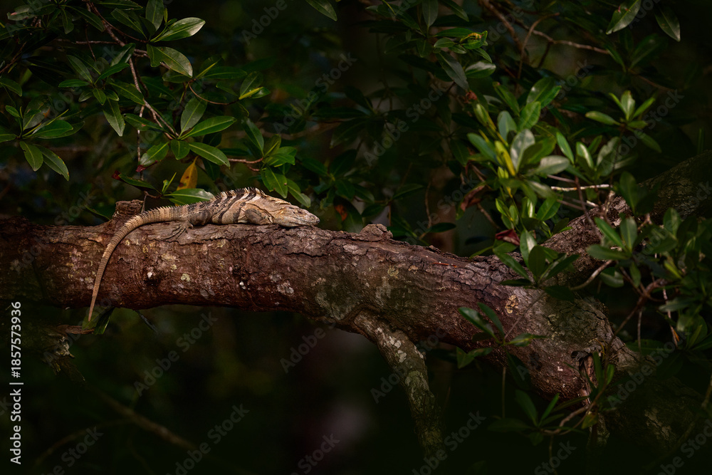 Fototapeta premium Lizard in forest habitat. Reptile Black Iguana, Ctenosaura similis, sitting on the black stone. Wildlife animal scene from nature. Animal from the nature of Costa Rica, Cano Negro Reserve.
