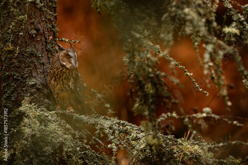Autumn wildlife sunset. Long-eared Owl sitting on branch in fallen larch forest during autumn. Owl in the wood nature habitat. Bird sitting on the tree, long ears. Green lichen Hypogymnia physodes.