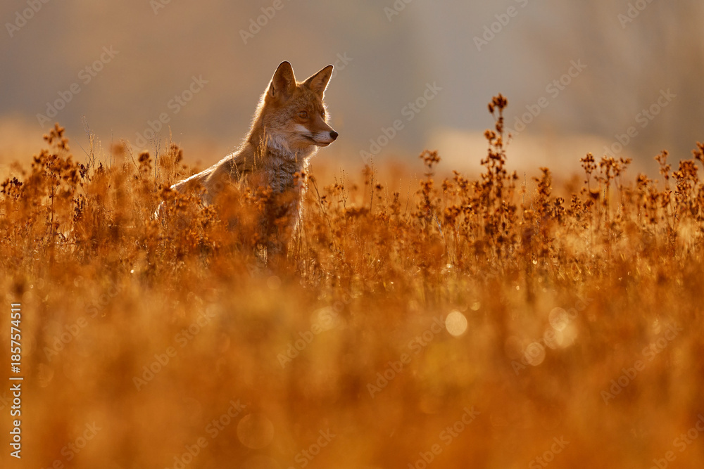 Fototapeta premium Autumn forest. Fox sunset, orange evening light. Orange fur coat animal in the nature habitat. Fox on the green forest meadow. Red Fox hunting, Vulpes vulpes, wildlife scene from Europe.