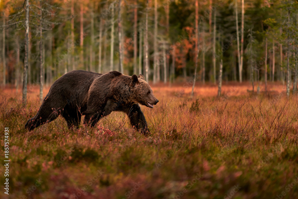 Photography Bear hidden in orange red forest