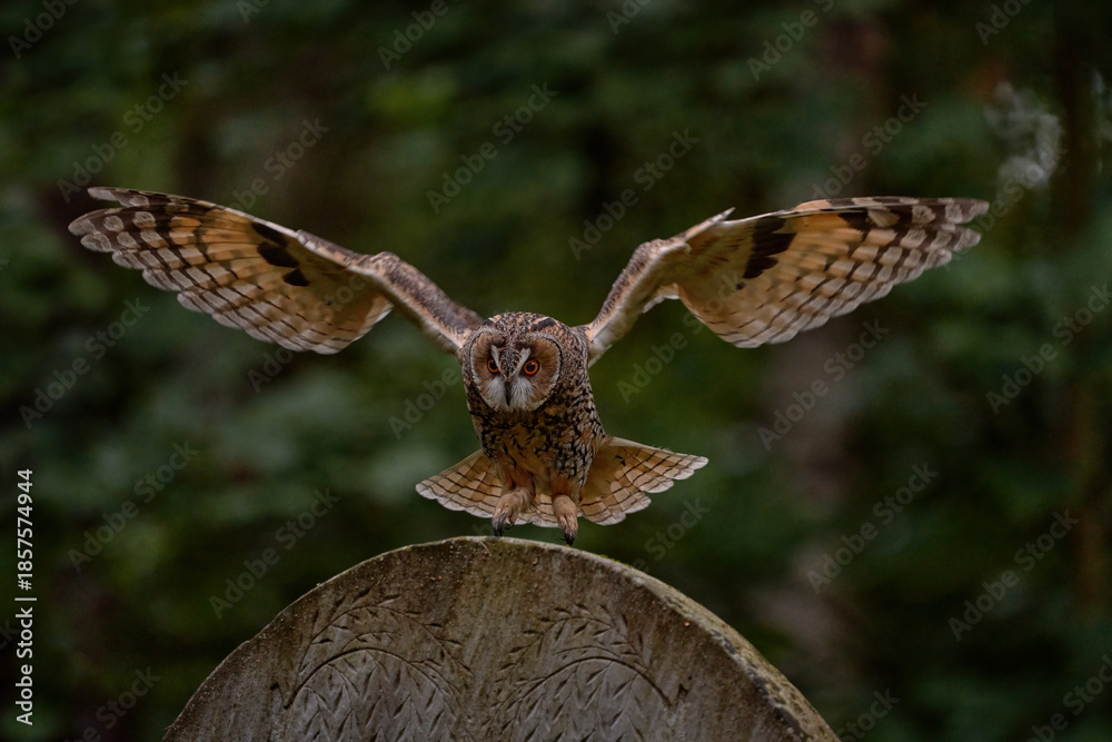 Fototapeta premium Urban wildlife. Magic bird Long-eared Owl, Asio otus, flying above stone fence in forest cemetery. Wildlife scene from nature. Animal behaviour in wood. Flight lannding on tombstone, Czech, Europe.