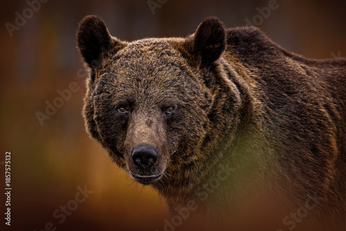Nature in Europe, autumn wildlife. Bear walk in orange red forest. Autumn trees with bear. Beautiful brown bear walking around lake with fall colours. Dangerous animal in the wood.