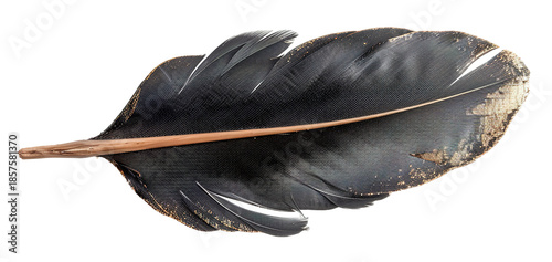 Wallpaper Mural A black feather displaying a subtle metallic sheen is isolated against a transparent background. This cut-out element is perfect for various design and creative applications Torontodigital.ca