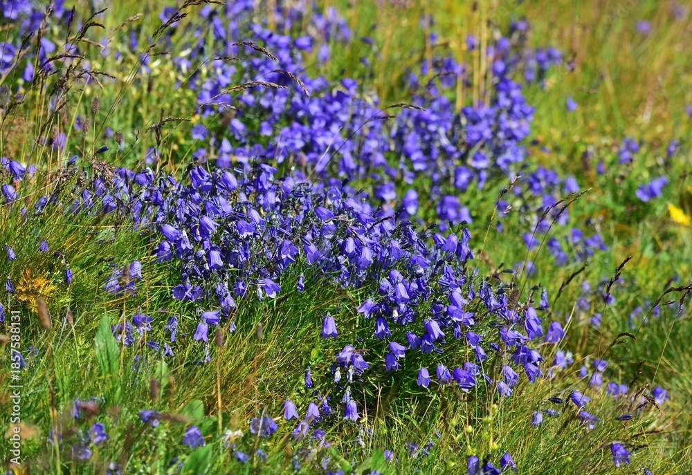 Naklejka premium Glockenblumen (Campanula) in der Hohen Tatra, Polen