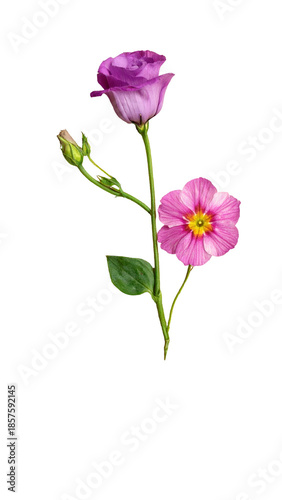 Floral Elegance: The image portrays the exquisite beauty of two vibrant flowers, capturing the elegance of nature's delicate artistry.