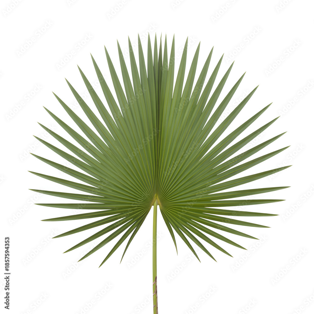 Obraz premium Single green palm frond fanned out against a vactor white background leaf tropical