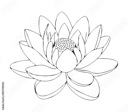 Hand Drawn Lotus Flower Line Art Vector Outline Drawing