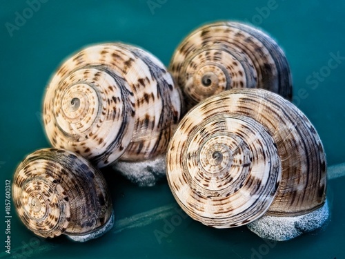 Cluster of Endemic Land Snails (Theba geminata) in Lanzarote
