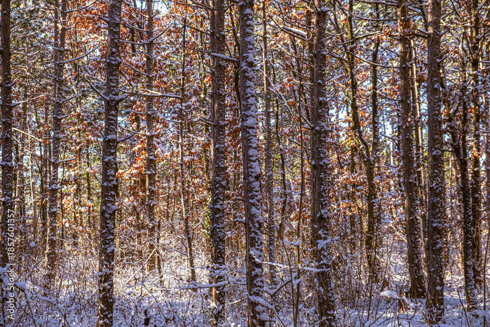 Fototapeta premium sunny day in winter forest