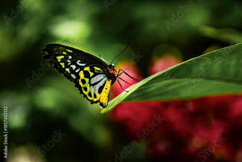 mariposa multicolor posada en una hoja verde con fondo de flores rojas difuminadas
