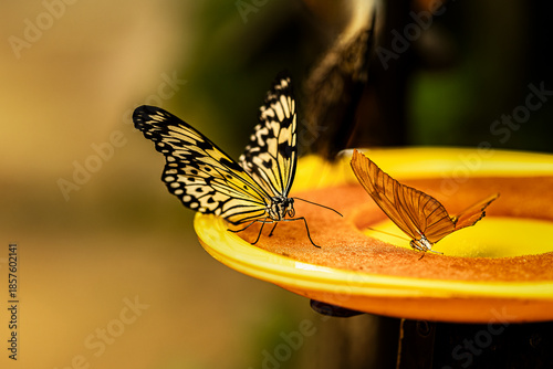 dos mariposas posadas en un comedero amarillo con fondo difuminado