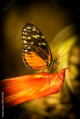 Mariposa naranja y negra posta en una flor naranja con fondo amarillo y marrón