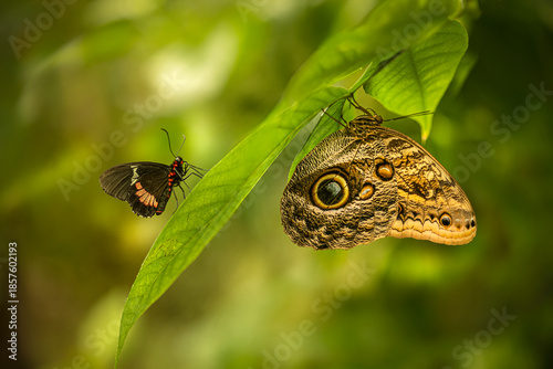 dos mariposas una la mariposa búho posadas en una rama verde cada una por un lado
