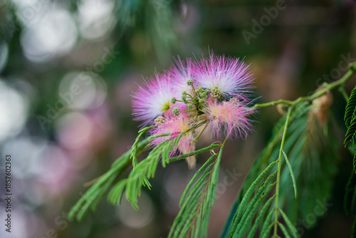 Closeup of a flower of a mimosa tree