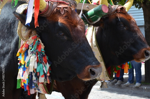 Sant'Antioco, Sardinia 05.05.2019: The typical oxen of the 