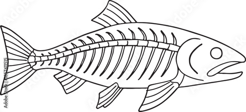 Detailed illustration of a fish skeleton with visible bones and fins